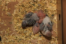 121226 --- Gruppbild av R9, R10, R11 och R12